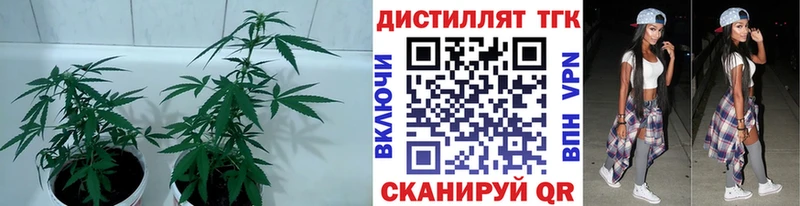 как найти закладки  Невельск  ТГК вейп с тгк 